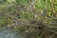 Columbina cruziana