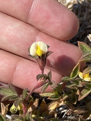 Stylosanthes viscosa