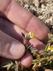 Stylosanthes viscosa