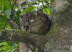 Pseudochirops archeri