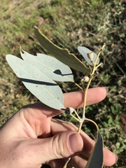Eucalyptus microneura