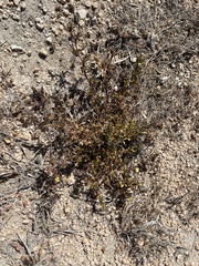 Stylosanthes viscosa