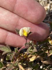 Stylosanthes viscosa