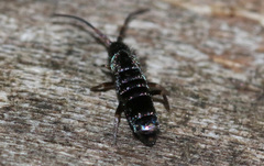 Tomocerus vulgaris