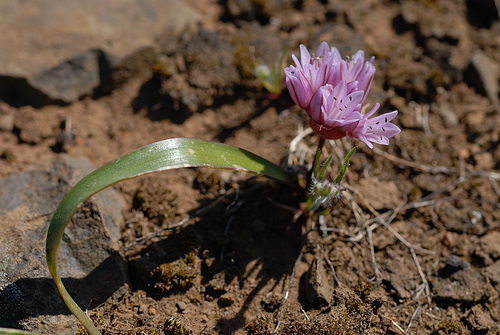 Allium cratericola