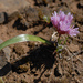 Allium cratericola - Photo (c) birdgal5, algunos derechos reservados (CC BY-NC-ND)