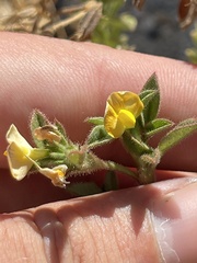 Stylosanthes viscosa