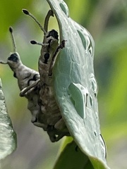 Dermatoxenus caesicollis