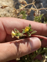 Stylosanthes viscosa