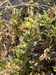 Stylosanthes viscosa