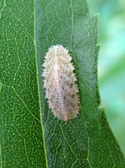 Epistrophella emarginata