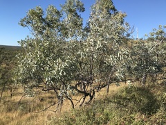 Eucalyptus microneura