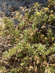 Stylosanthes viscosa