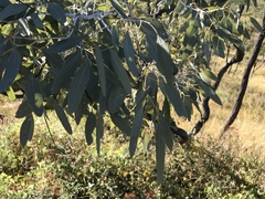 Eucalyptus microneura