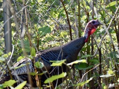 Meleagris gallopavo