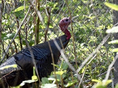 Meleagris gallopavo