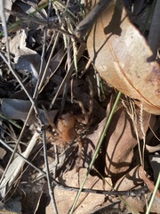 Neosparassus salacius