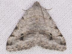 Digrammia pictipennata