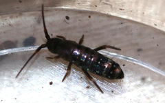 Tomocerus vulgaris
