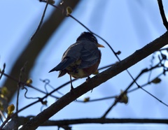 Turdus migratorius