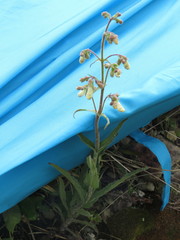 Penstemon hirsutus