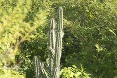 Armatocereus cartwrightianus