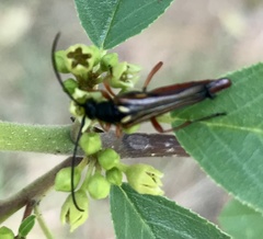 Neobellamira delicata