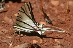 Protesilaus stenodesmus