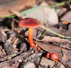 Cortinarius kula