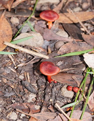 Cortinarius kula