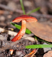 Cortinarius kula
