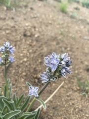 Frasera albicaulis modocensis