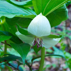 Trillium rugelii