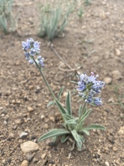 Frasera albicaulis modocensis