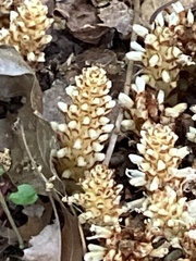 Conopholis americana