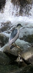 Nycticorax nycticorax