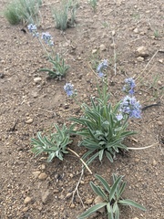 Frasera albicaulis modocensis