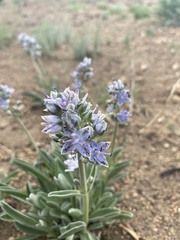 Frasera albicaulis modocensis