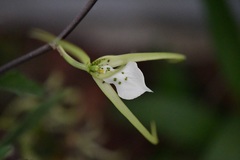 Brassia verrucosa
