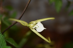 Brassia verrucosa