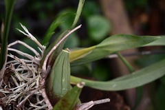 Brassia verrucosa