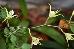 Brassia verrucosa