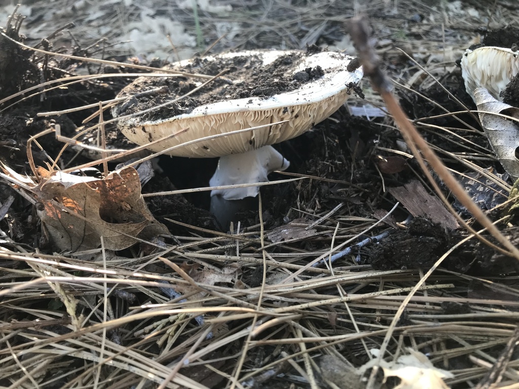 Western Destroying Angel From Ca-44, Shingletown, Ca, Us On May 11 