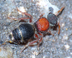 Ephutomorpha dorsigera