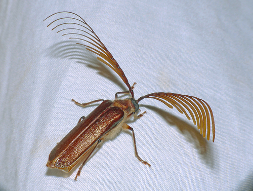 Enneaphyllus