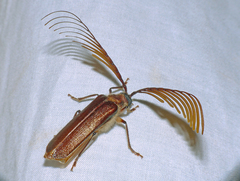 Enneaphyllus aeneipennis