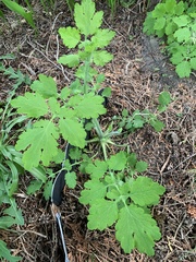Chelidonium majus