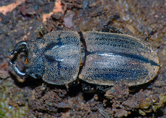Lissotes cornutus