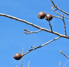 Juglans regia