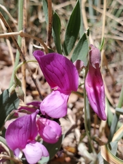 Lathyrus eucosmus
